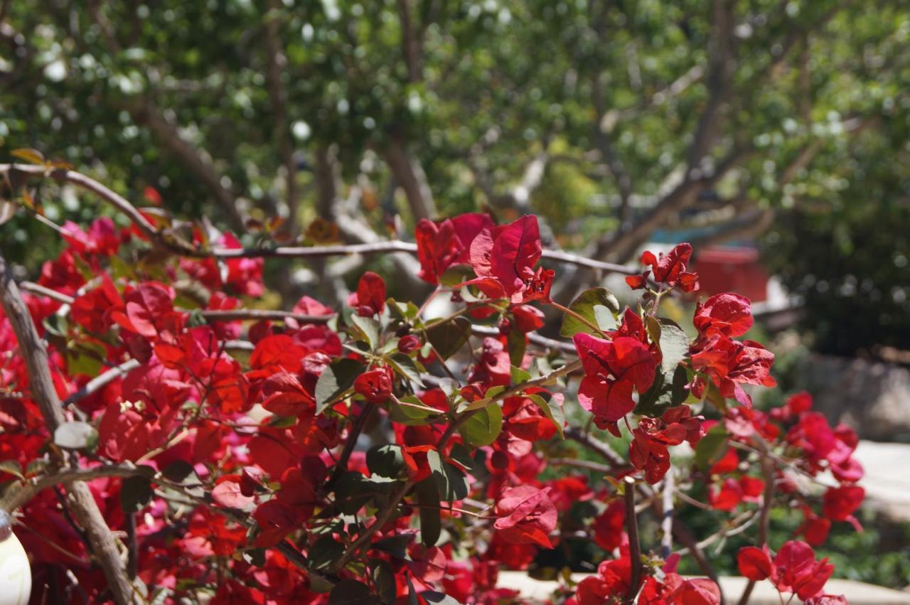 Les Jardins De Santa Giulia - Charmante Chambre D'Hote Porto-Vecchio  Eksteriør billede